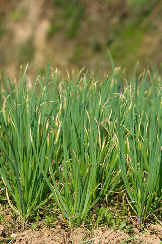 Allium cepa (Bulb onion) — photo
