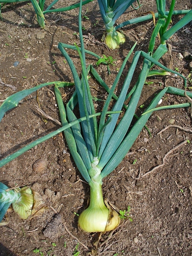 Allium cepa (Bulb onion) — photo