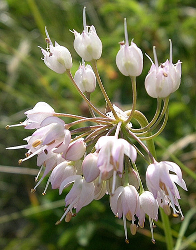 Allium cernuum (Wild onion) — photo