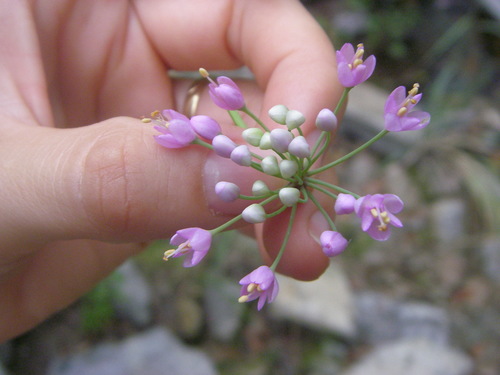 Allium cernuum (Wild onion) — photo