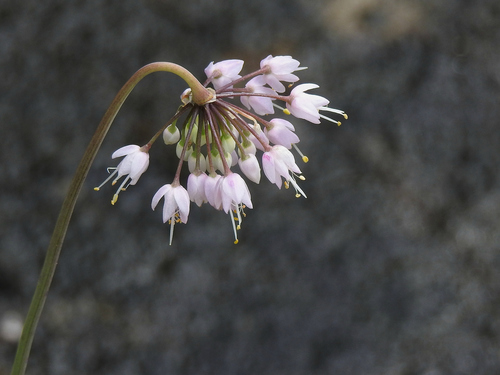 Allium cernuum