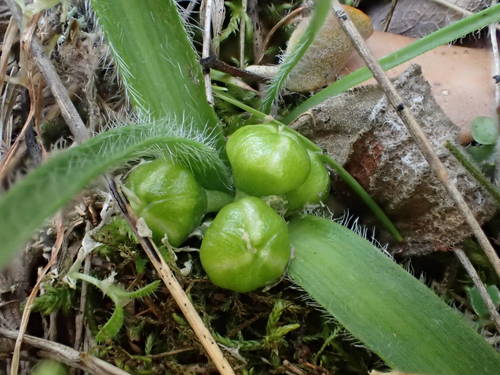 Allium chamaemoly (Dwarf garlic) — photo