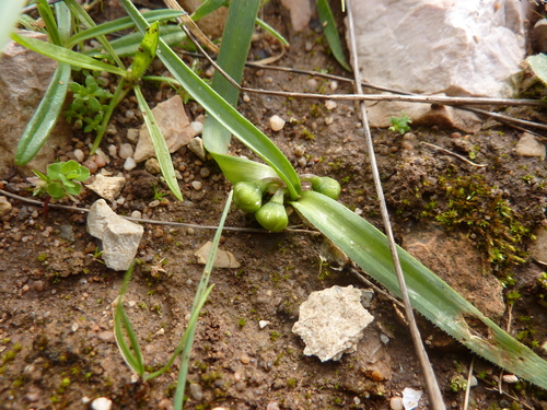 Allium chamaemoly (Dwarf garlic) — photo