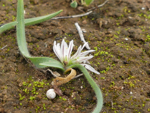Allium chamaemoly