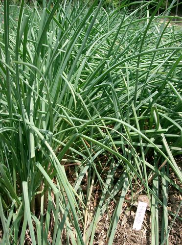 Allium chinense (Chinese Chives) — photo