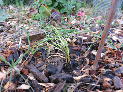 Allium chinense (Chinese Chives) — photo