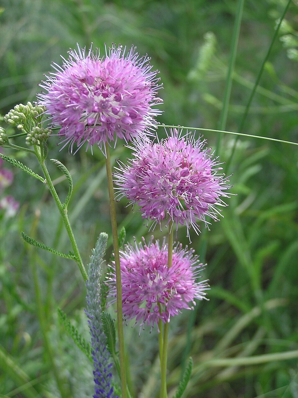Allium chloranthum — photo