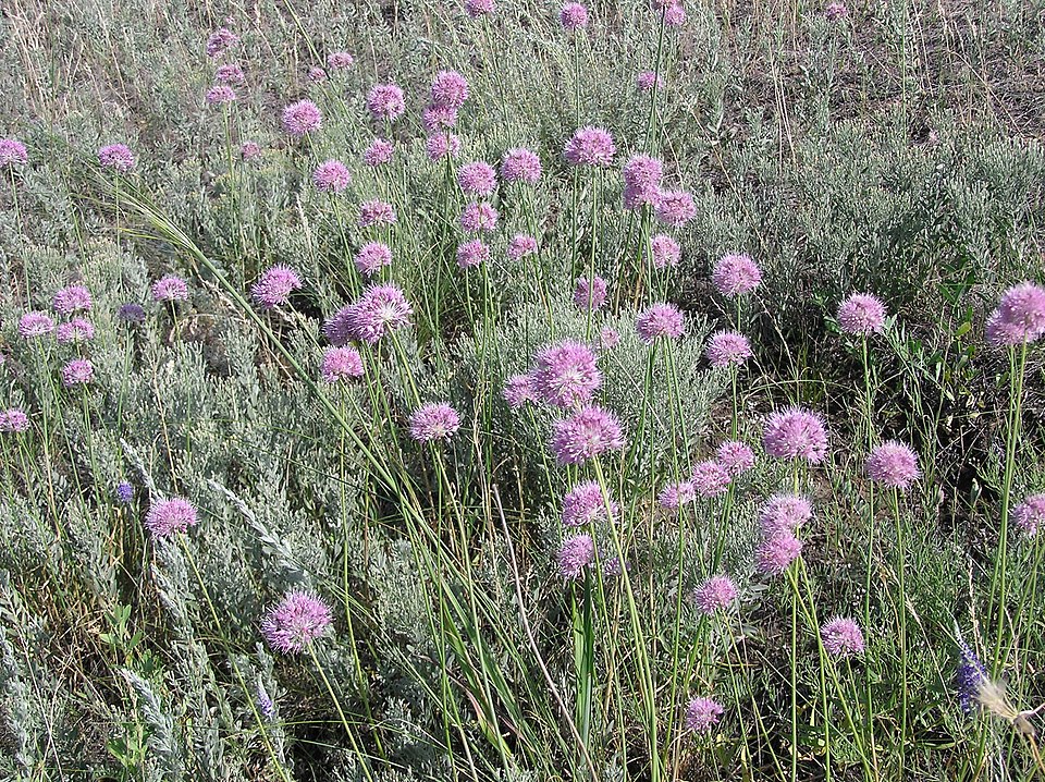 Allium chloranthum