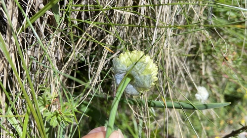 Allium chrysocephalum — photo