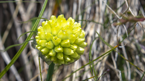 Allium chrysocephalum