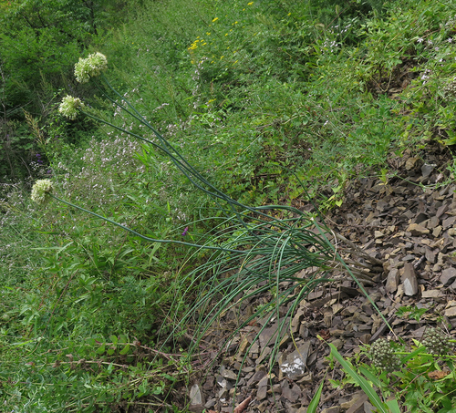 Allium condensatum (Huang hua jiu) — photo