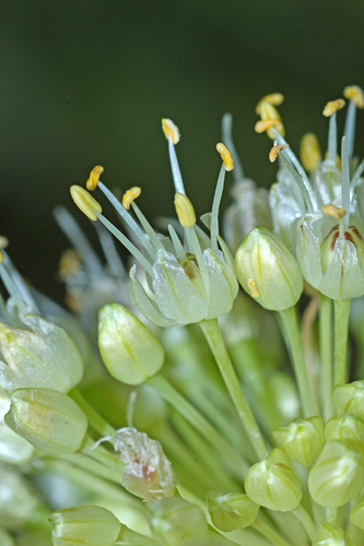 Allium condensatum