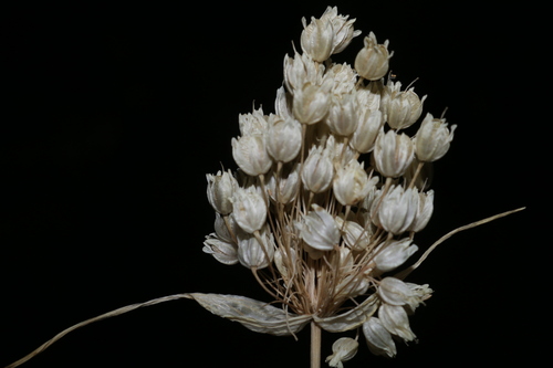 Allium convallarioides (Lily leek) — photo