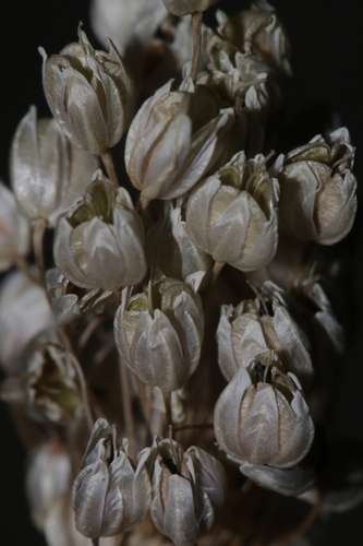 Allium convallarioides (Lily leek) — photo