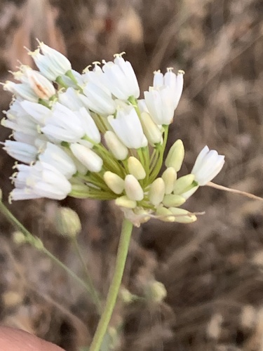 Allium convallarioides