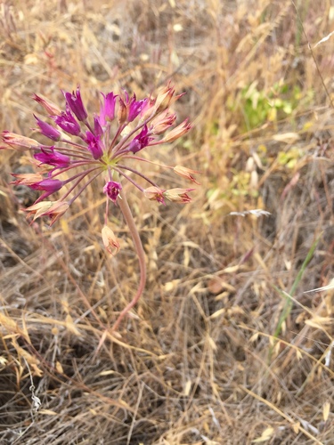 Allium crispum (Crinkled onion) — photo