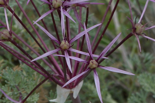 Allium cristophii (Star of Persia) — photo