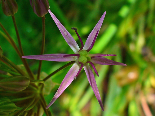 Allium cristophii (Star of Persia) — photo