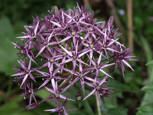 Allium cristophii