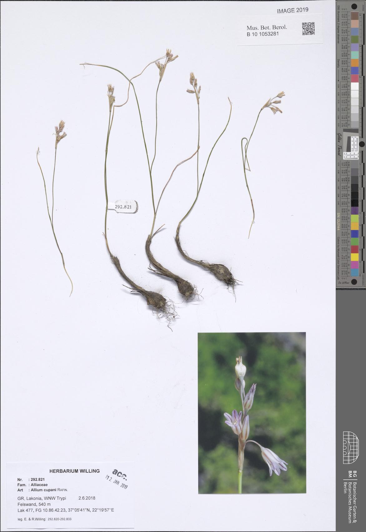 Allium cupani (Turkish dwarf onion) — photo
