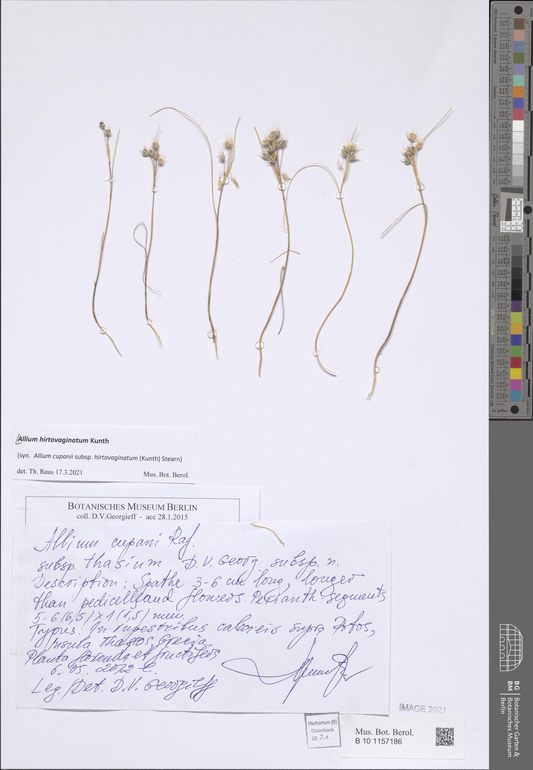 Allium cupani (Turkish dwarf onion) — photo