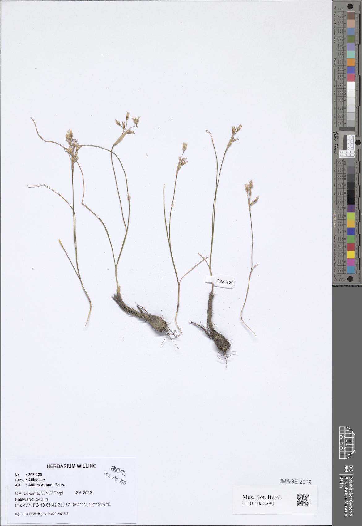 Allium cupani (Turkish dwarf onion) — photo