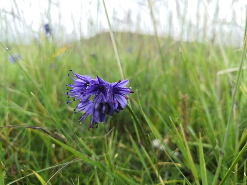 Allium cyaneum (Blue onion) — photo