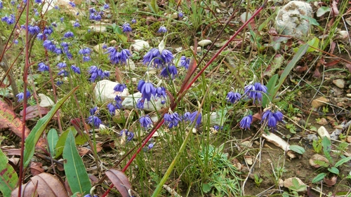 Allium cyaneum