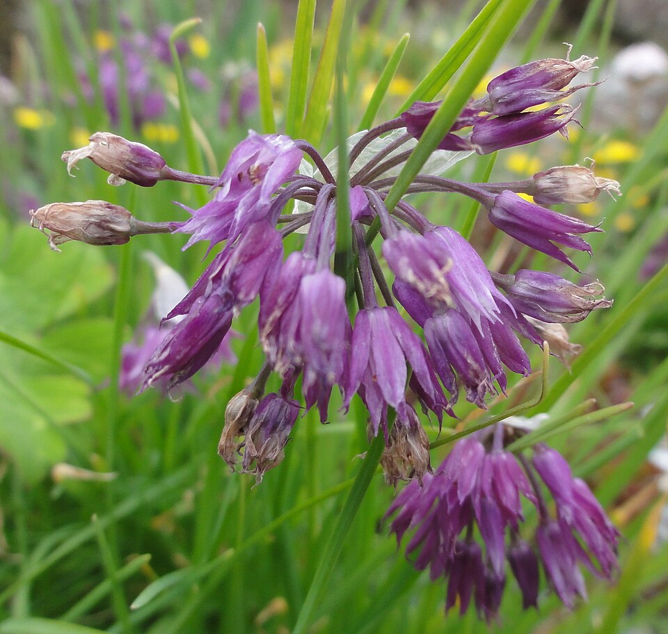 Allium cyathophorum (Bei hua jiu) — photo