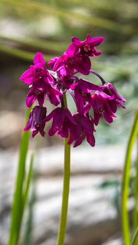 Allium cyathophorum