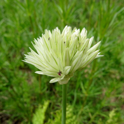 Allium darwasicum