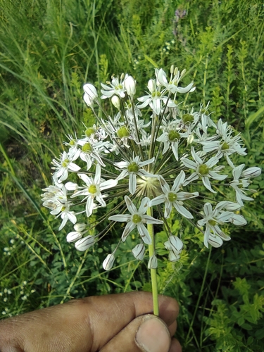 Allium decipiens — photo
