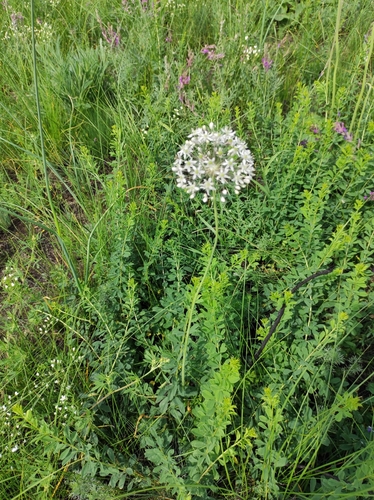 Allium decipiens — photo