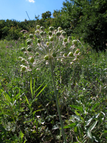 Allium decipiens