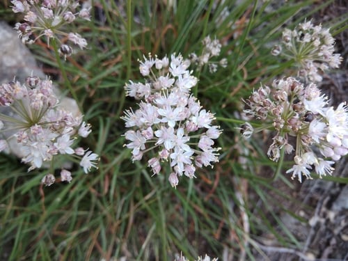 Allium denudatum (Div luk) — photo