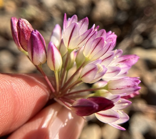 Allium diabolense (Serpentine onion) — photo