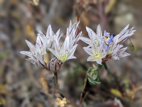 Allium diabolense (Serpentine onion) — photo