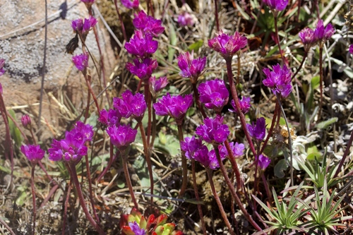 Allium dichlamydeum (California coastal onion) — photo