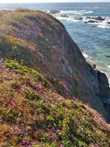 Allium dichlamydeum (California coastal onion) — photo
