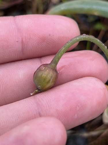 Allium douglasii (Douglas' onion) — photo