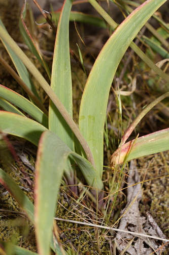 Allium douglasii (Douglas' onion) — photo