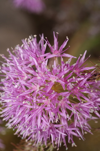 Allium douglasii