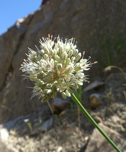 Allium drobovii — photo