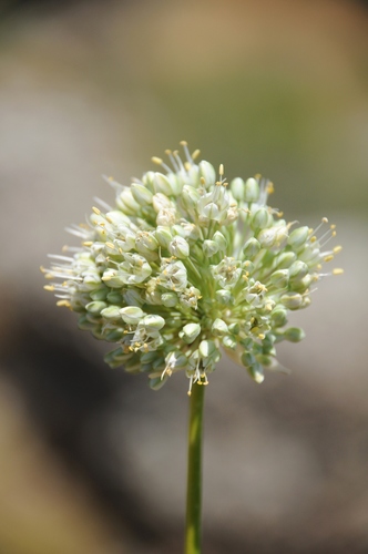Allium drobovii