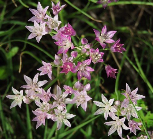 Allium drummondii (Prairie onion) — photo