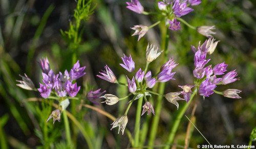 Allium drummondii (Prairie onion) — photo