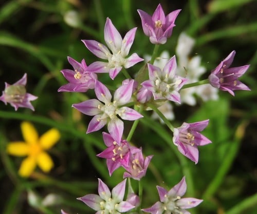 Allium drummondii