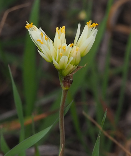 Allium erdelii — photo