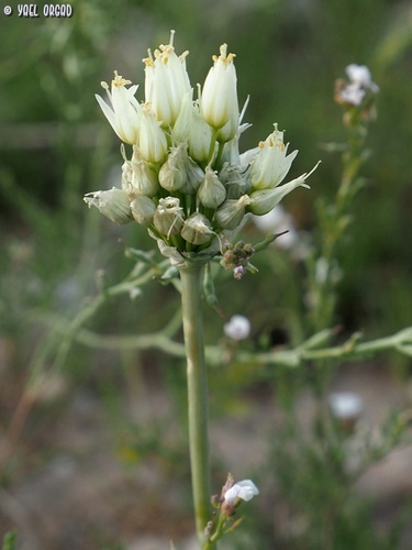 Allium erdelii — photo