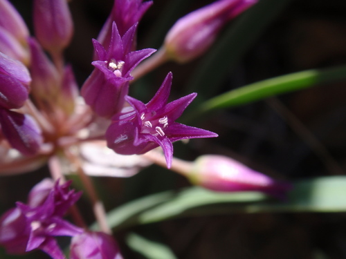 Allium falcifolium (Scytheleaf onion) — photo